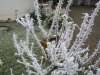 tholey_winter_2005_628